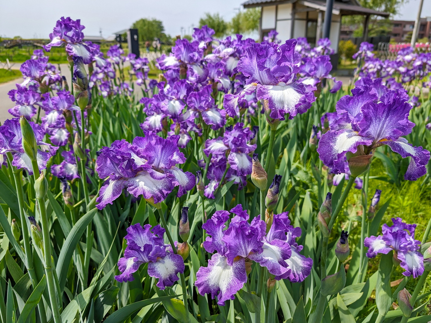 水郷佐原あやめパークのアイリス