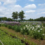 水元公園